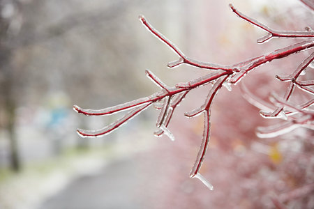 Branch of the tree covered by icy rain.