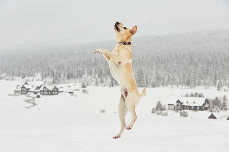 Yellow labrador retriever is jumping in wintry landscapeの写真素材