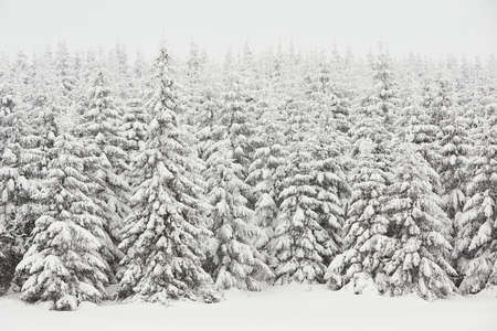 Fresh snow in wintry landscape, Czech Republicの写真素材