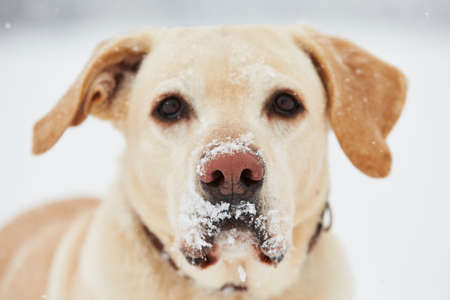 Yellow labrador retriever in winter - selective focusの写真素材