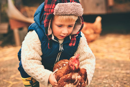 Little boy is holding the hen on the farmの写真素材