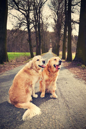 Two golden retrievers on the old roadの写真素材
