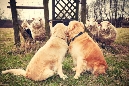 Two golden retrievers are looking for sheep.の写真素材
