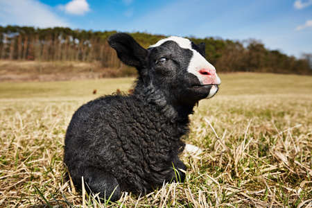 Lamb is lying on the meadow, Czech Republicの写真素材