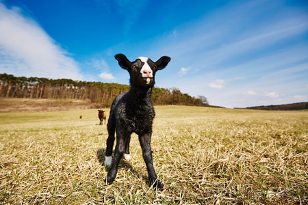 Lamb is grazing on the meadow, Czech Republicの写真素材