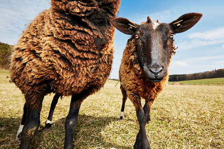 Sheep are grazing on the meadow, Czech Republicの写真素材