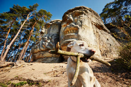 Dog in front of Devils heads carved into rockの写真素材