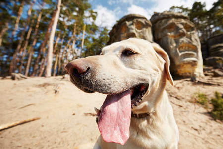 Dog in front of Devils heads carved into rockの写真素材