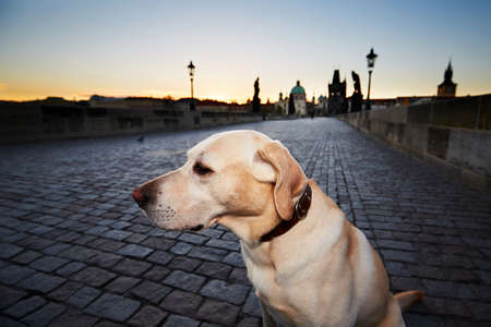Labrador retriever on the Charles Bridge in Prague at the sunrise.の写真素材