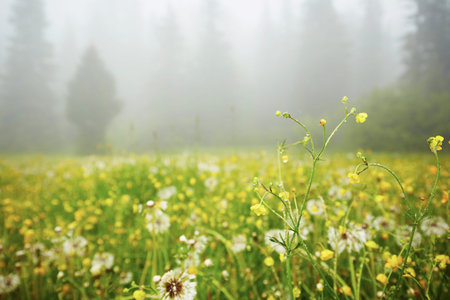 Flowers on the mountain meadow in mysterious fog