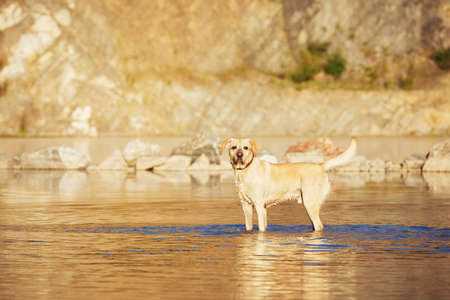 Yellow labrador retriever is playing in the lakeの写真素材