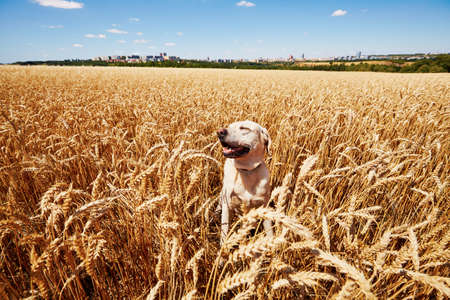 Yellow labrador retriever is waiting in cornfieldの写真素材
