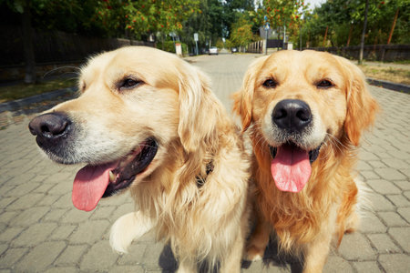 Two golden retriever dogs on the old road.