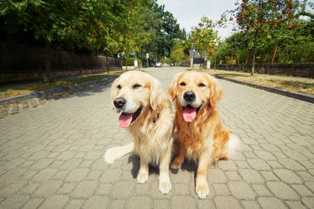 Two golden retriever dogs on the old road.の写真素材