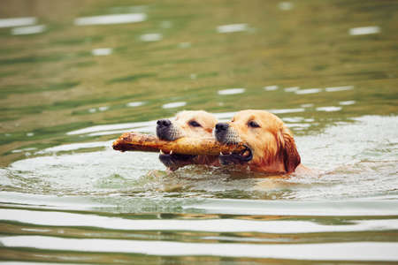 Two golden retrievers dogs are swimming with stick.の写真素材
