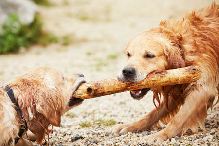 Two golden retrievers dogs are playing with stick.の写真素材