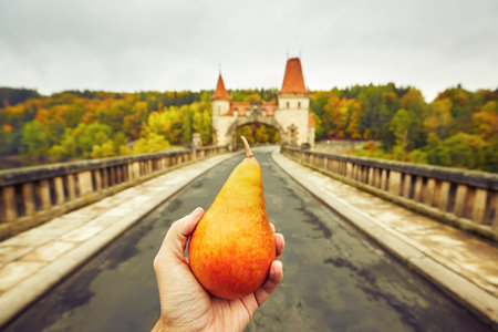 Autumn - Ripe pear in the palmの写真素材