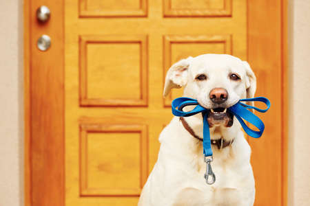 Labrador retriever with leash  is waiting for walk.の写真素材