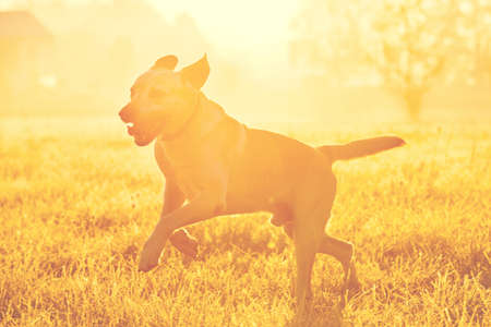 Yellow labrador retriever running at the sunriseの写真素材