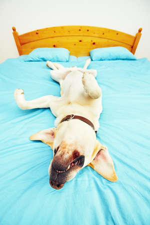 Dog is lying on back on the bed - selective focusの写真素材