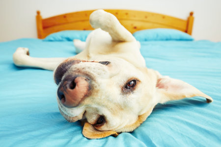 Dog is lying on back on the bed - selective focus