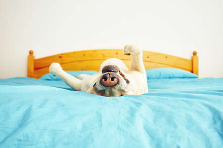 Dog is lying on back on the bed - selective focusの写真素材