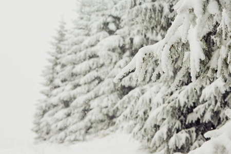 Winter time - fresh snow in forestの写真素材