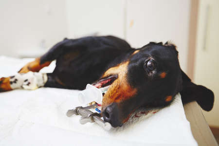 Ill dachshund in the veterinary clinic - selective focusの写真素材