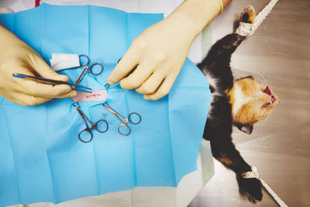 Surgical operation of cat in veterinary hospitalの写真素材