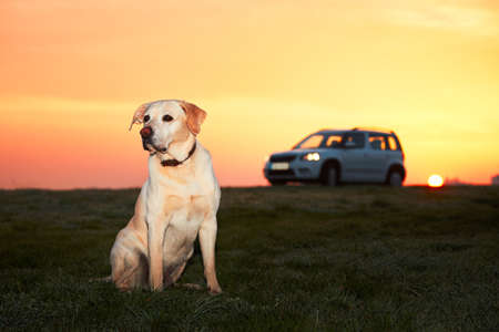 Dog traveler is waiting on the meadow at the sunrise.の写真素材