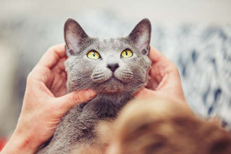 Hand of young man with his russian blue cat.の写真素材