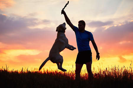 Man with stick is training and educating of the dog. Young man is playing with labrador retriever on the meadow during golden sunset.の写真素材