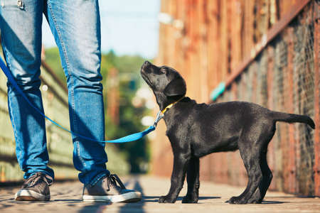 Morning walk with dog (black labrador retriever). Young man is training his puppy walking on the leash.の写真素材