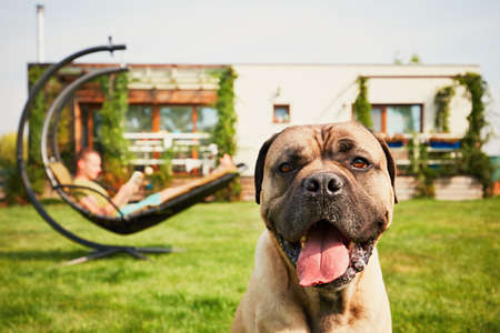 Young man reading book (learning) in the swing and large dog resting on the garden of the modern family house.の写真素材