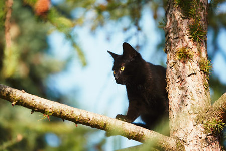 Curious cat in the garden. Black kitten with yellow eyes climbing up to tree.の写真素材