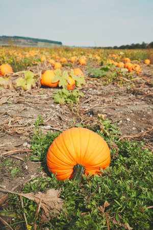 Autumn day in the countryside. Colorful ripe pumpkins on the field in the Czech Republicの写真素材