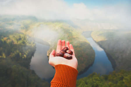 Hand of young man with handful of the chestnuts and view on river valley in morning fog. Vltava river in Central Bohemia, Czech Republic.の写真素材