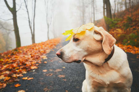 Walk with dog in autumn. Funny old labrador retriever is playing with dry leaf on his head.の写真素材
