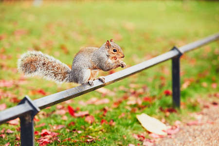Cute and hungry squirrel eating a chestnut in autumn scene. Hyde park, London, United Kingdomの写真素材