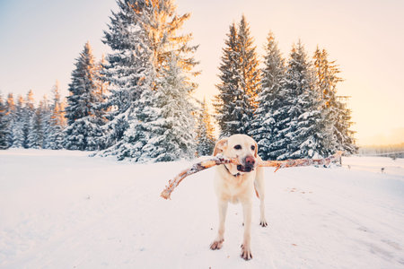 Dog in winter nature. Yellow labrador retriever is walking with stick in mouth during golden sunset.の写真素材