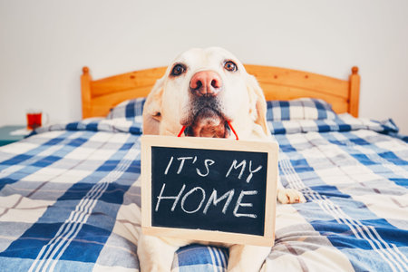 Dog in home. Yellow labrador retriever lying in bed and holding blackboard with the inscription: It...