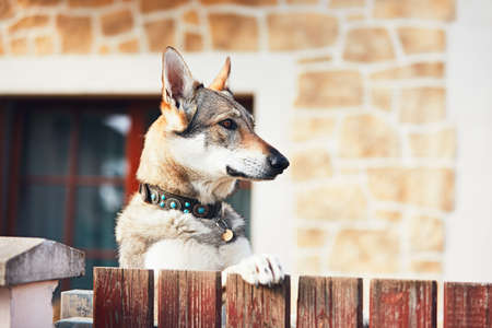 Beware of the dog. Czechoslovakian wolfdog behind the fence of the house.の写真素材