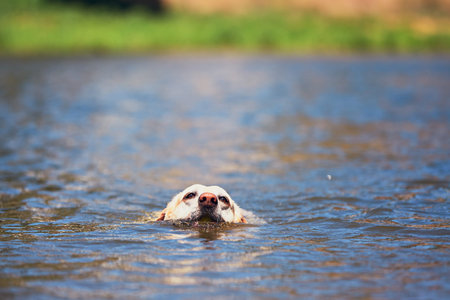 Summer time with dog. Labrador retriever is swimming in the river.の写真素材