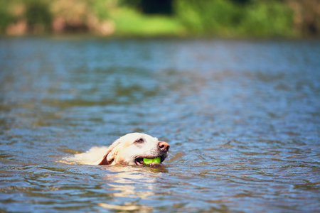 Summer time with dog. Labrador retriever with tennis ball is swimming in the river.の写真素材
