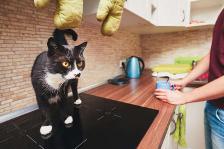 Life with domestic animals. Man with curious cat in kitchen.の写真素材