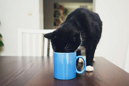 Domestic life with pets. Curious cat on the table drinking from mug.の写真素材