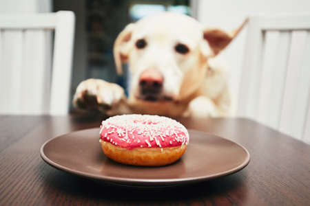 Mischievous dog in home kitchen. Naughty labrador retriever steals the donut from the table.の写真素材