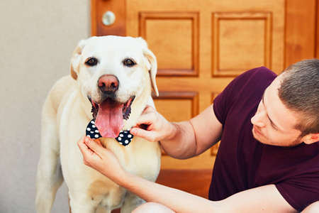 Fashion for dog. Young man dresses his labrador retriever with spotted bow tie.の写真素材