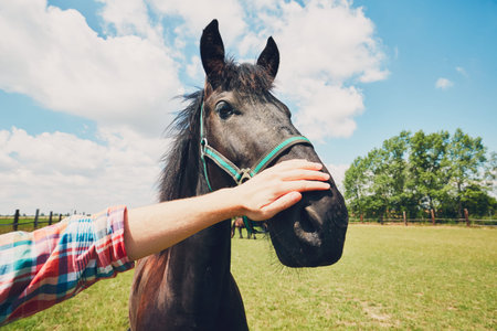 Summer day on the farm. Young man caress horse. の写真素材