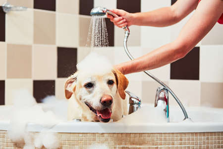 Bathing of the yellow labrador retriever. Happiness dog taking a bath.の写真素材